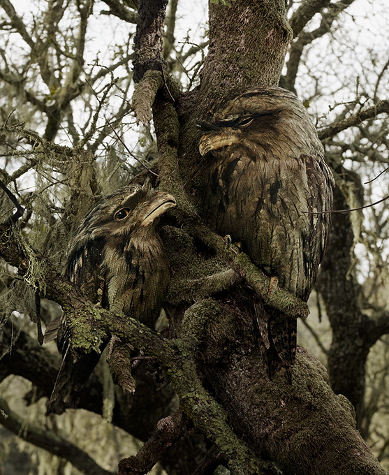 SimenJohan07.jpg