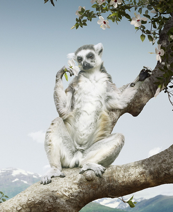 SimenJohan10.jpg