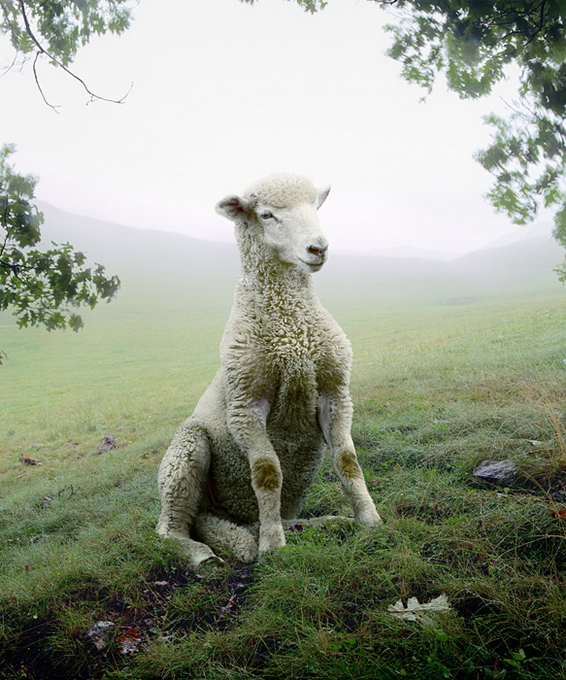 SimenJohan11.jpg