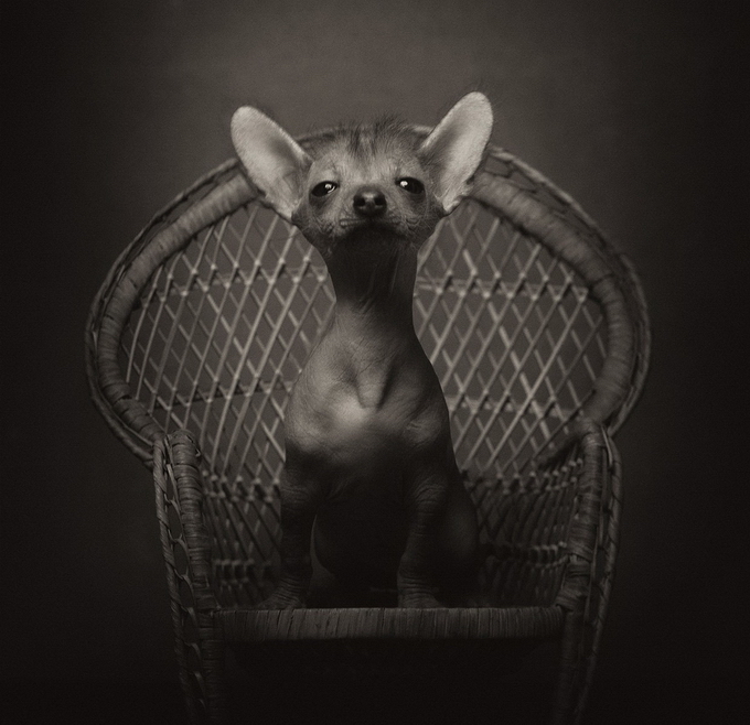 Портреты животных от Vincent Lagrange