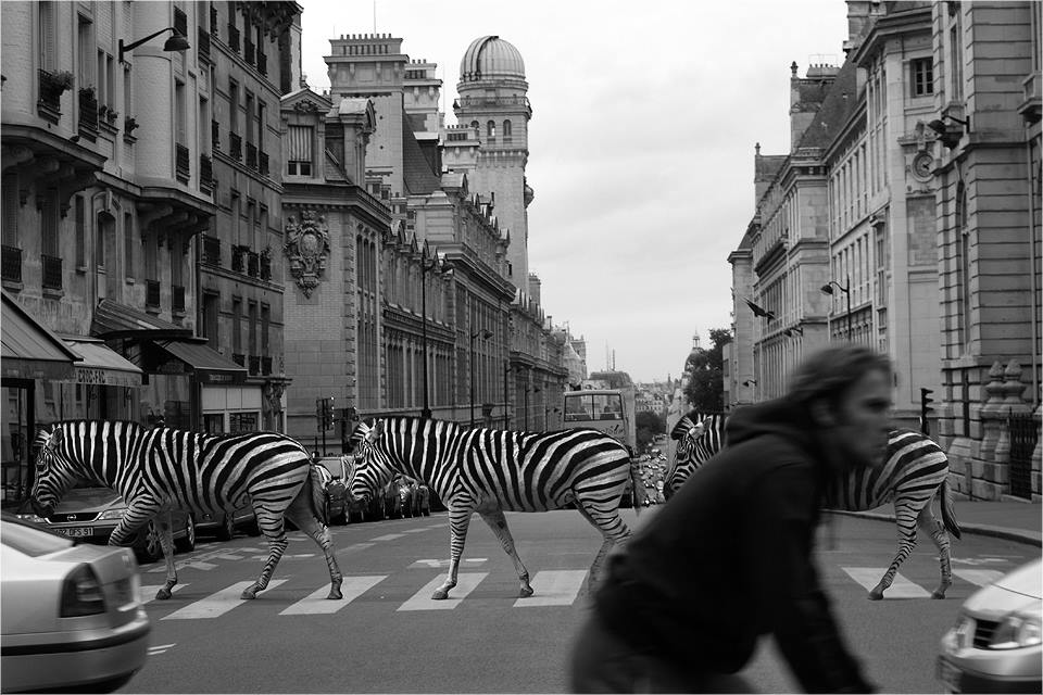 Дикие животные на городских улицах - фантазия художника. ФОТО