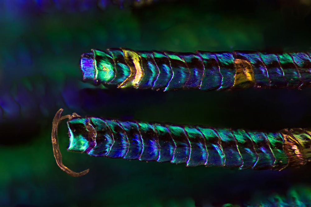 Фото перьев павлина под микроскопом. ФОТО