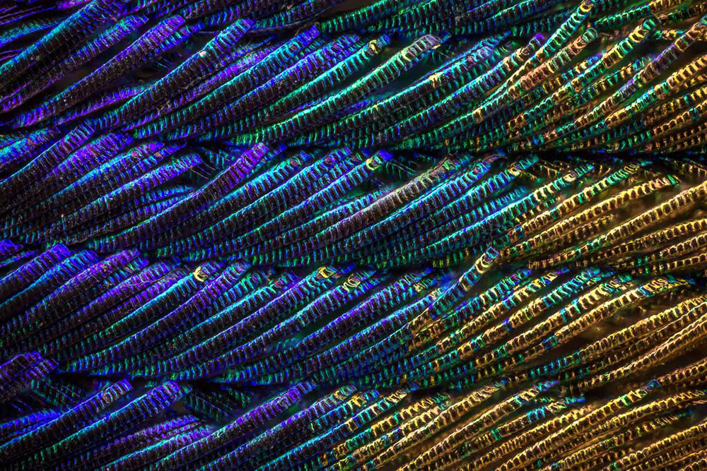 Фото перьев павлина под микроскопом. ФОТО