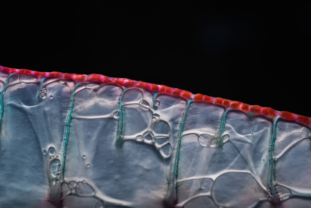 Потрясающие макроснимки медузообразного существа. ФОТО