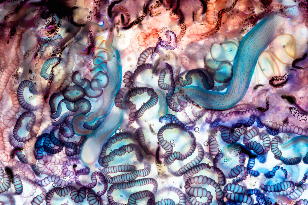Потрясающие макроснимки медузообразного существа. ФОТО
