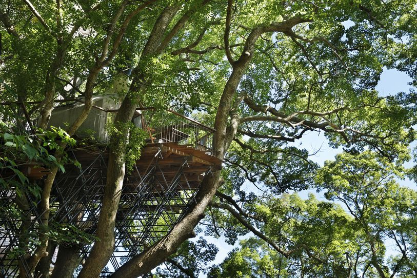 Мечта авантюриста: комната отдыха на 300-летнем дереве Японии. ФОТО